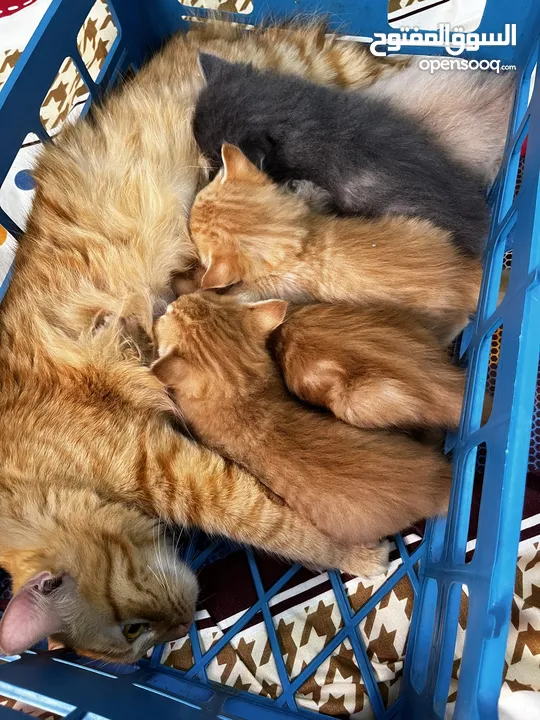 خمس قطط شراري مع امهم