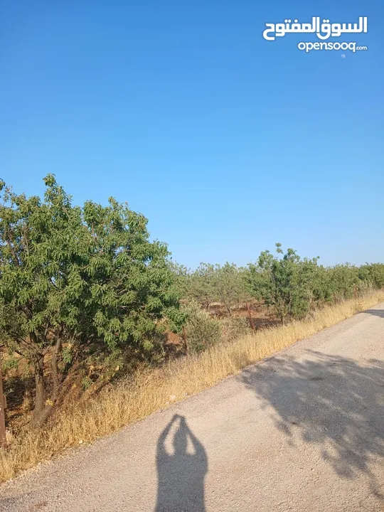 مزرعه أربعه دونم مشيكه بالكامل ارض زراعيه وبيت ريفي غرفتين وحمام ومطبخ صغير وباربكيو وساحه واسعه