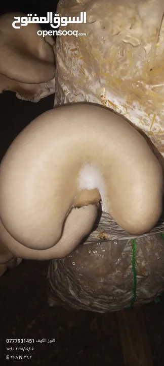 فطر محاري بلدي