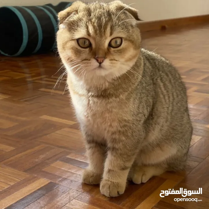 قطه سكتش فولد للبيع