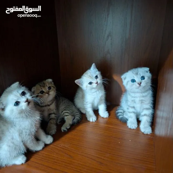 Zoti and Pure Chinchilla British