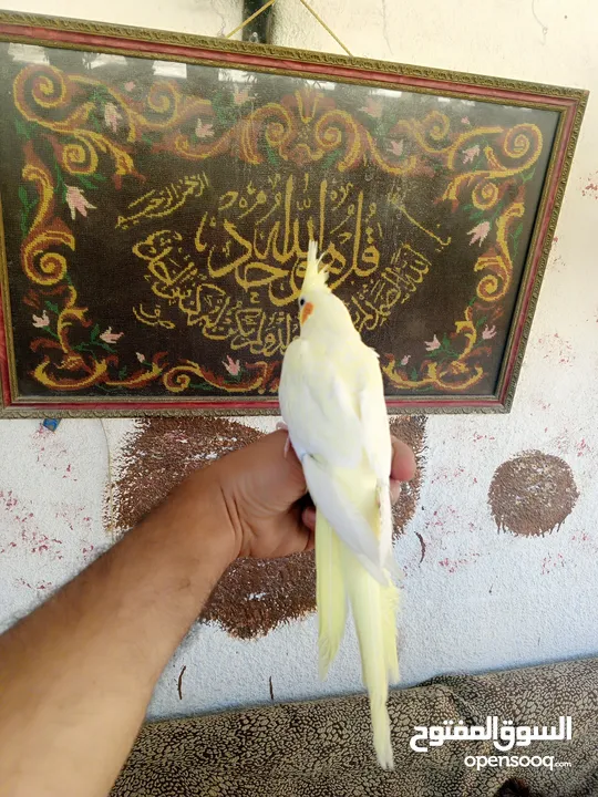 طيور للبيع