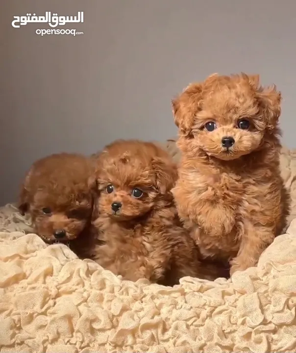 toy poodle T_cup now in  جراء توي بودل كوري بجميع الوراق والاثباتات