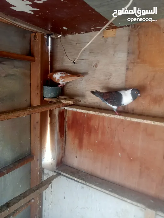 حمام للبيع او بدل على عصفير