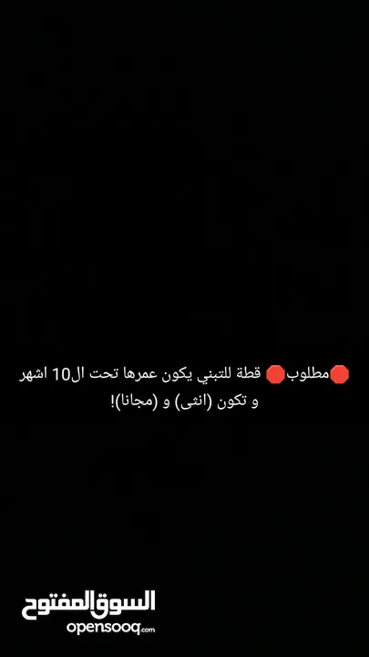 مطلوب قطة انثى مجانا تحت عمر ال10 اشهر و يكون اللون (فاتح) غير الاسود