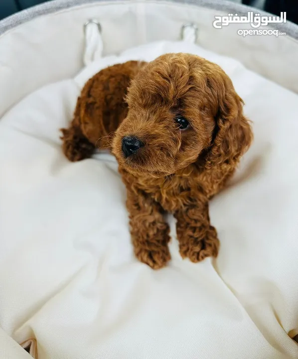 Toy Poodle