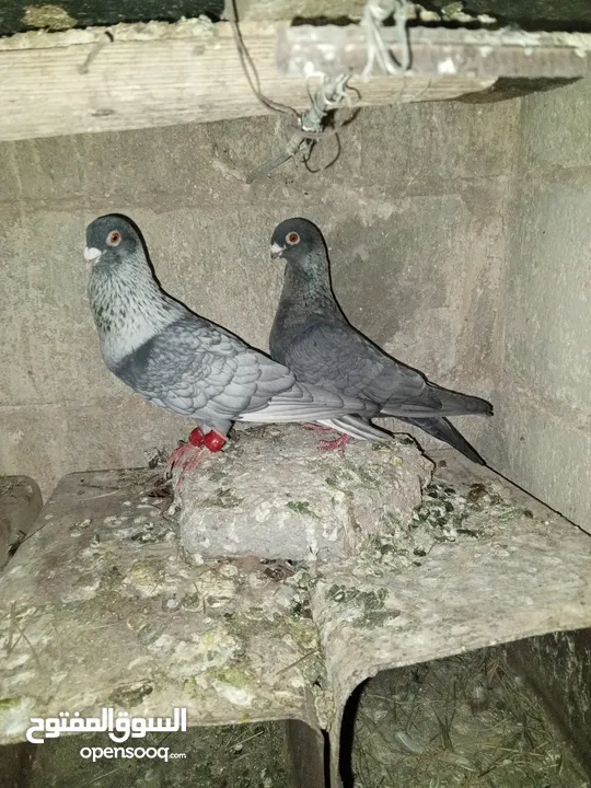 خم حمام اللبيع عشر جواز