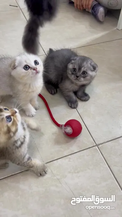 Scottish Fold & Double Fold Cats