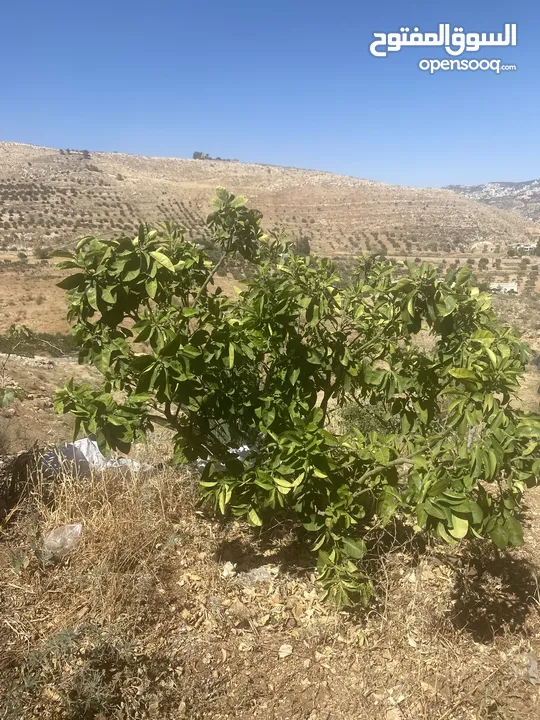 4 شجرات بوملي