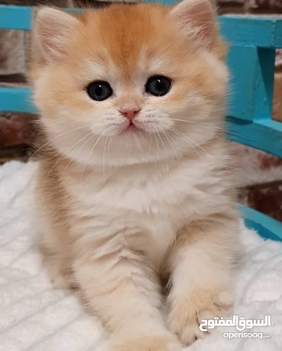 Golden pure kitten