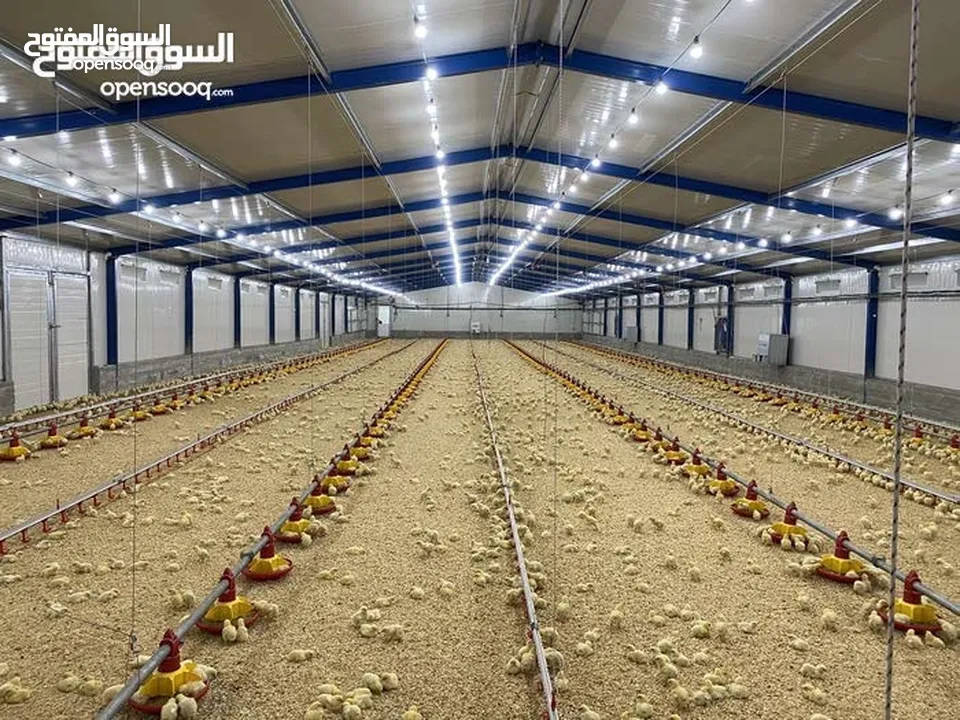 تجهيز وبناء مزارع الدواجن المغلقة