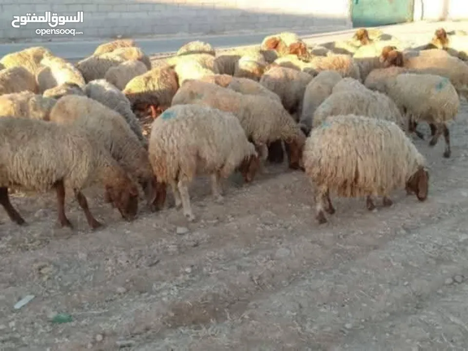 نبدأ بصلاة عل رسول الله - عرووووض  -عرووووض عروووض-  بمناسبة عيد الاضحى المبارك