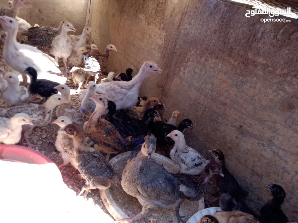 صيصان للبيع