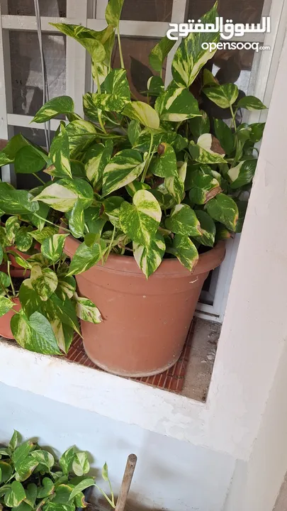 Healthy Money plant