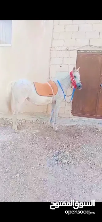 فرس للبيع مع مهره