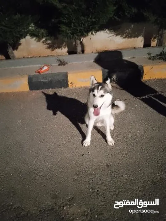 60 دينار اردني