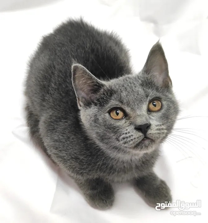 kittens Scottish fold and Scottish straight  قطط سكوتش فولد وسكوتش ستريت