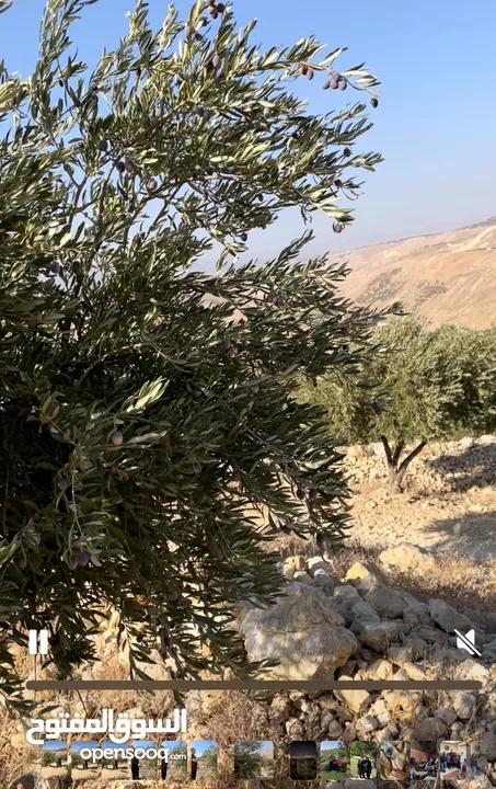 للبيع مزرعة في قرية الرميمين