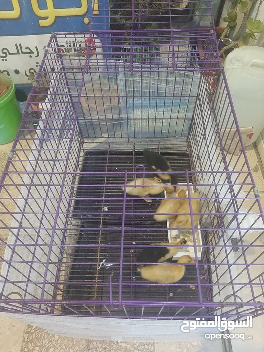 قفص حجم كبير يصلح للقطط اوالكلاب  او طيور