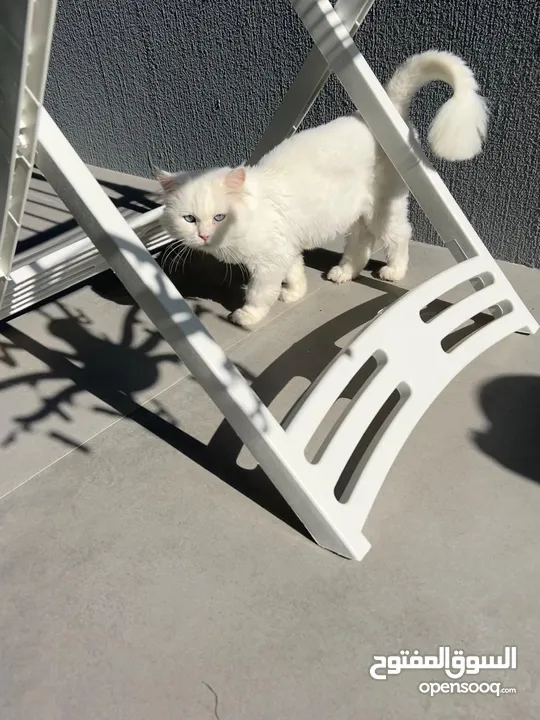 Female White Persian/Angora cat