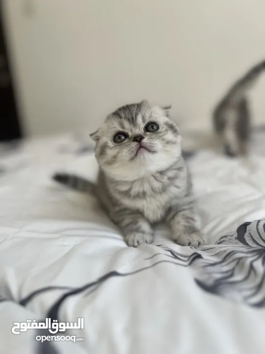 Scottish fold girl