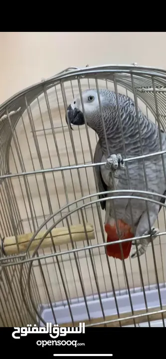 ببغاء كاسكو للبيع بسعر مغري جداً عمرو سنه و شهر و متكلم جدا صلاة النبي و أليف