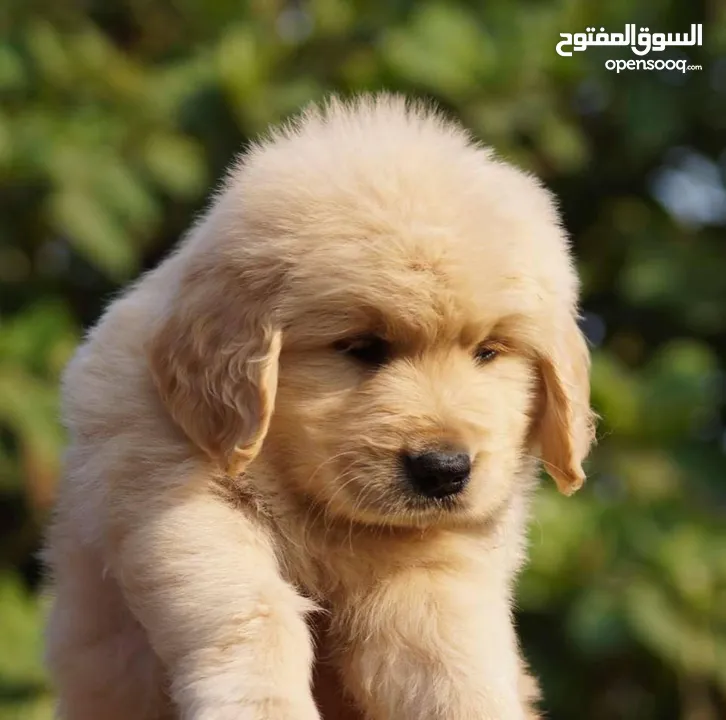 جولدن ريتريفر بريطاني آصلي  Golden retriever pure اعلى مستوى في الشرق الاوسط