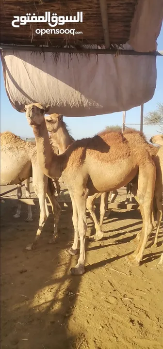 قعود قعدان جمال العدد 2 العمر سنه وشهرين مطلوب 450