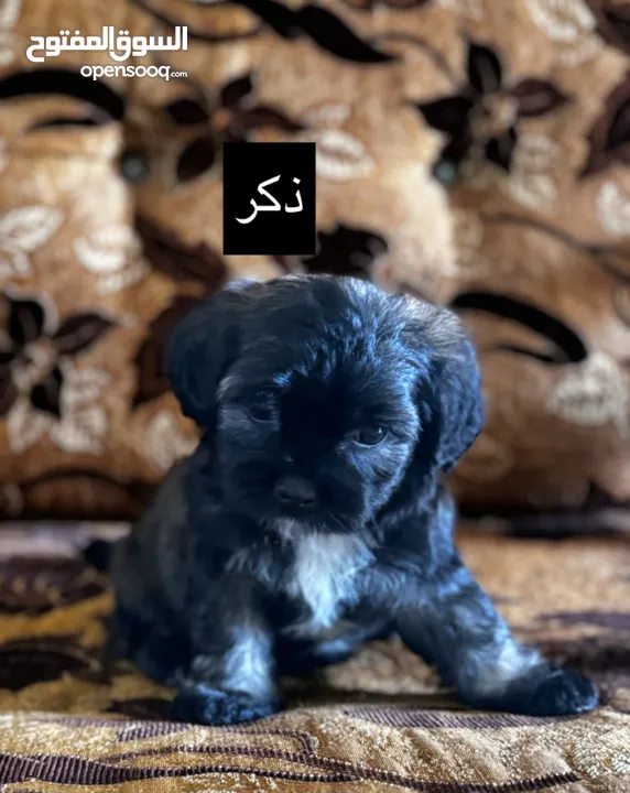 جراء فرينش تيرير للبيع