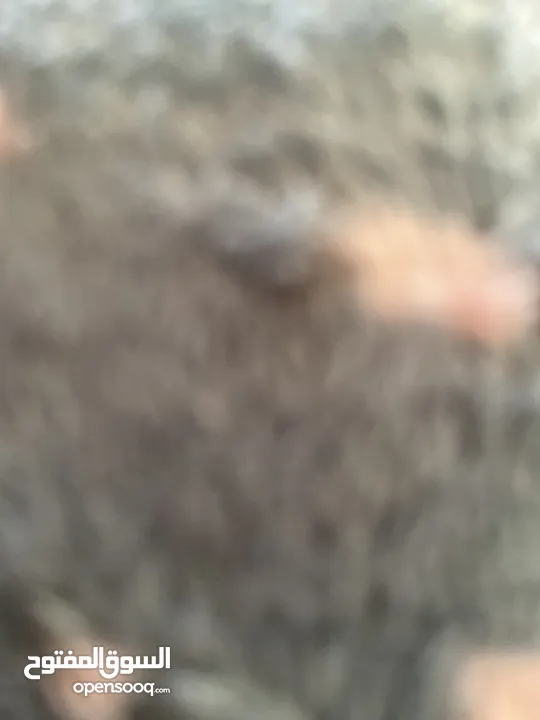 مخزن للايجار قرب المدرسة التركية