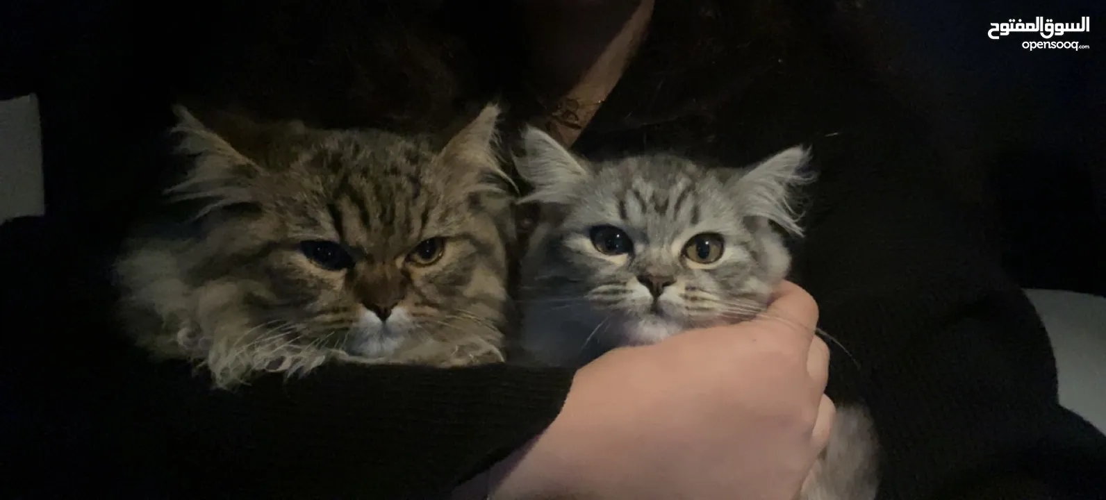 -mixed (scottish fold dad & siberian mom)