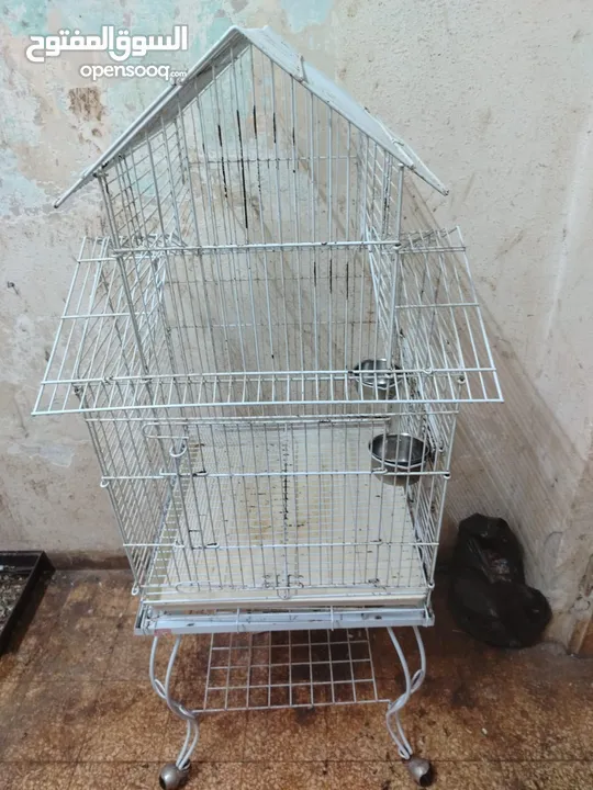 ببغاء كوكاتو جوفن