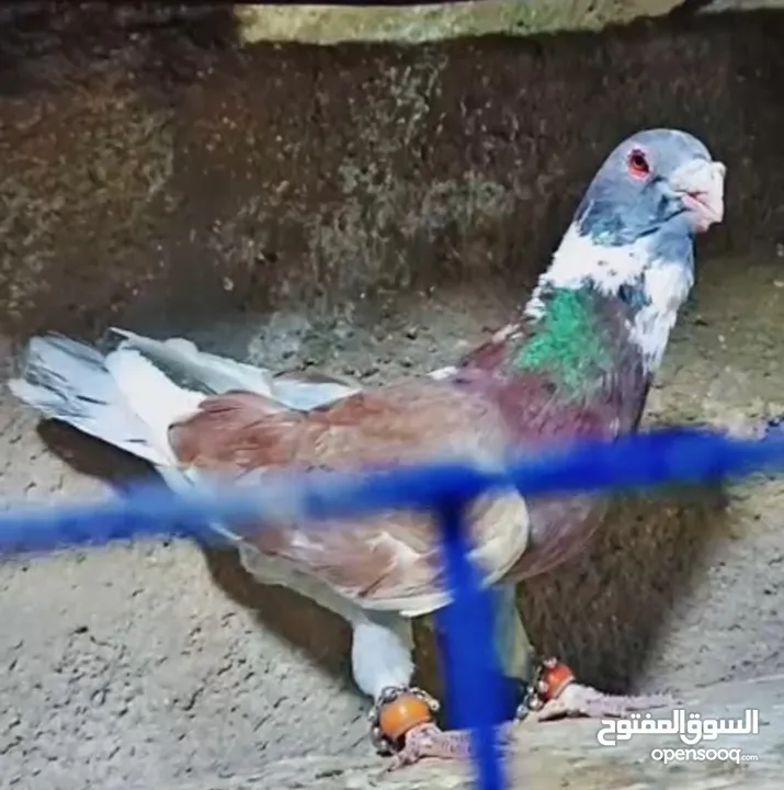 بسم الله الرحمن الرحيم   متاح بالصلاة على النبي   مسود قراقطه شامي   مطوق احمر   مطوق اسود   عنابي ا
