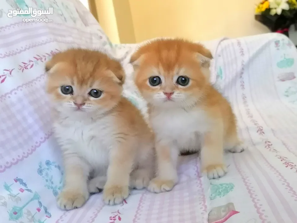 سكوتش فولد وسكوتش ستريت جولدن للبيع