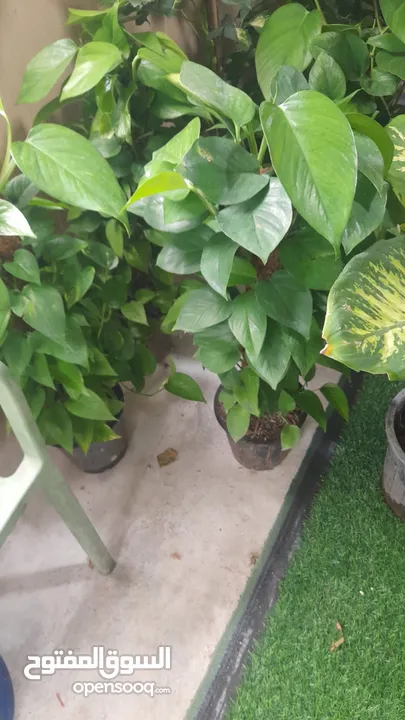 Indoor & Outdoor plants