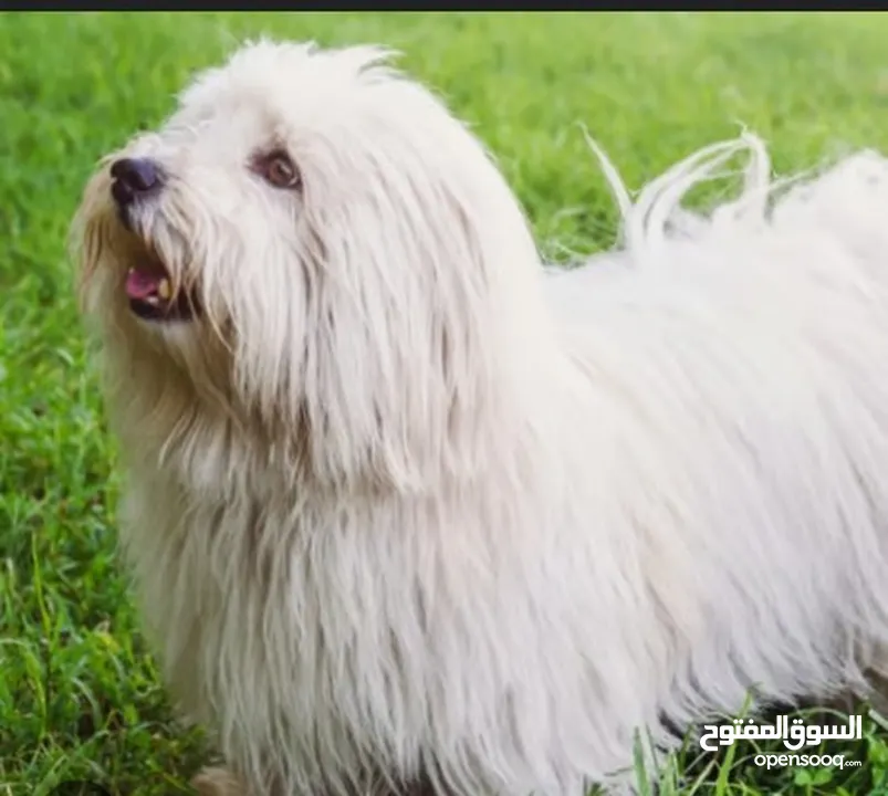 coton de tulear