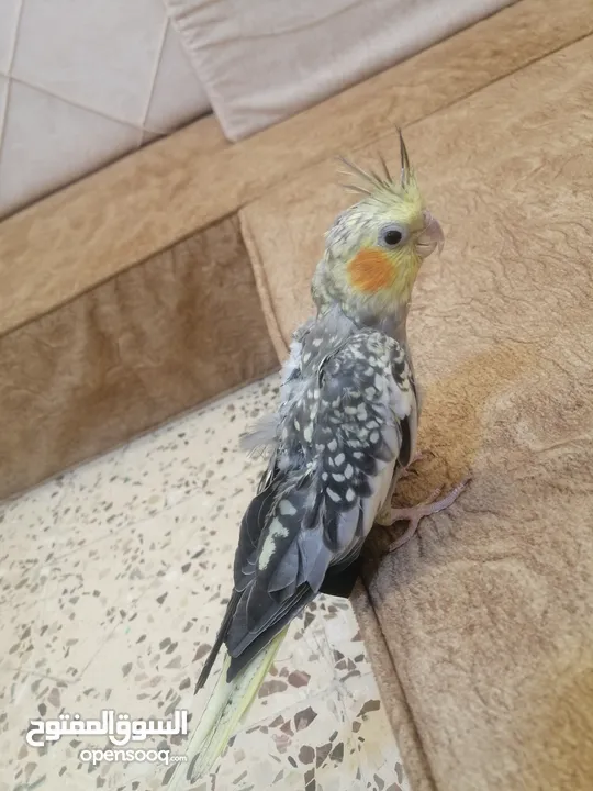 طيور كوكتيل