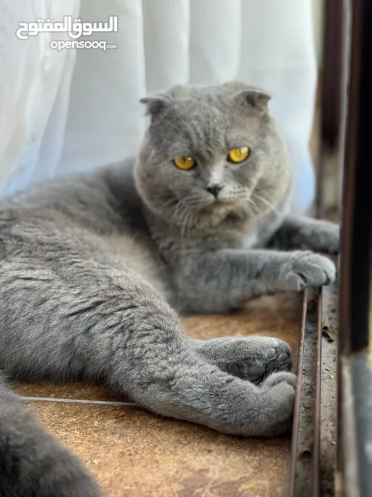 قطة سكوتر فولد