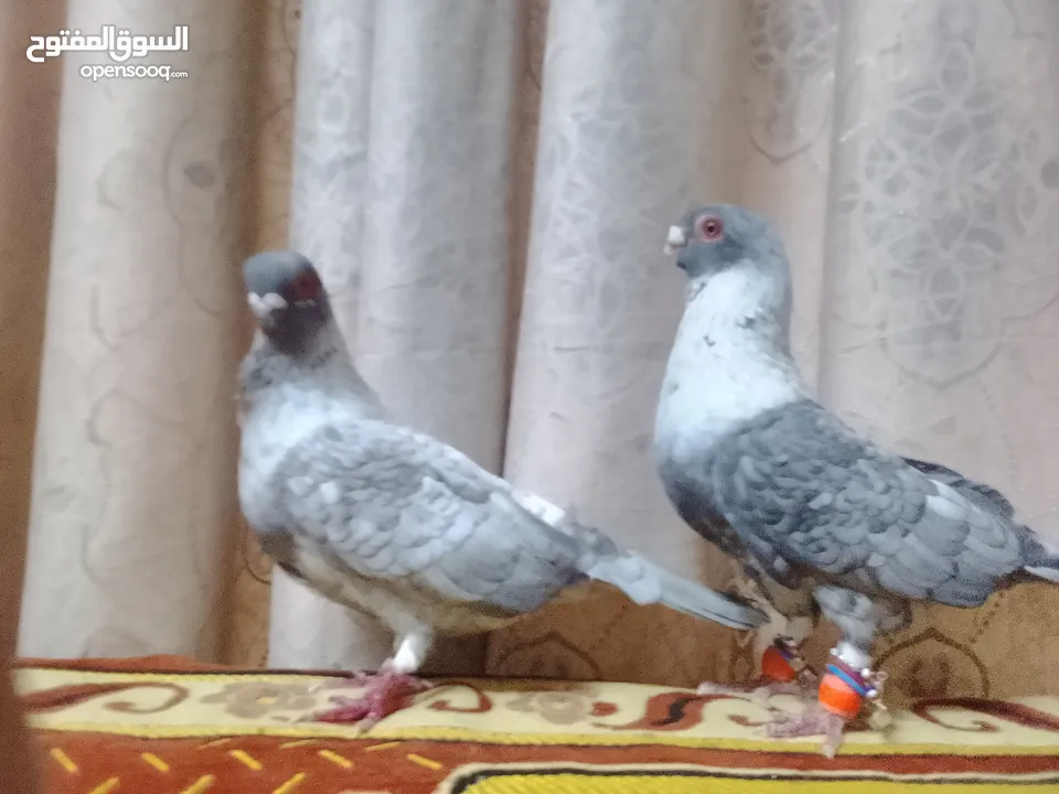حمام جوز قراقطه بصلاة على النبي