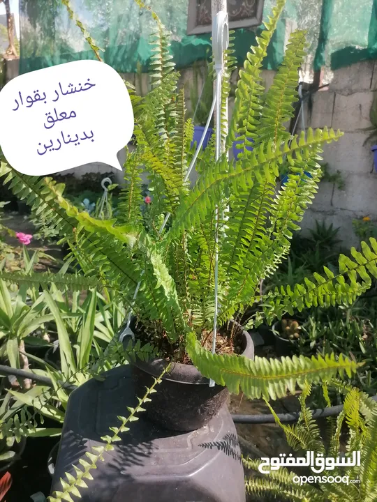 اشتال للبيع يتوفر اشتال منوعه وجميله