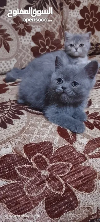 قطط للبيع سكوتش فولد