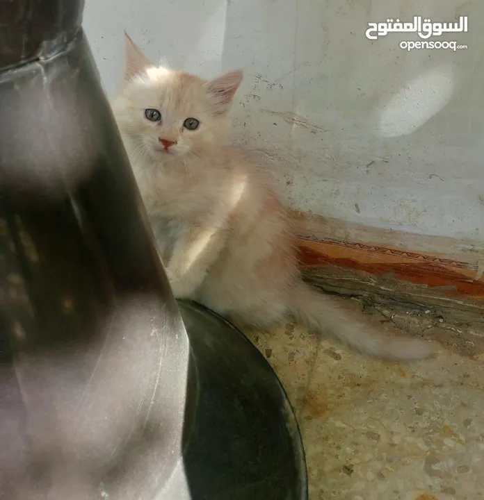 قط عدد اثنين مكس اصل هملايا عمر شهرين قطط نظيفه ومميزه