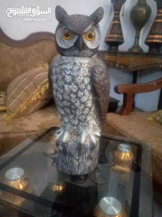 مناظر حيوانات للبيع بسعر مغري