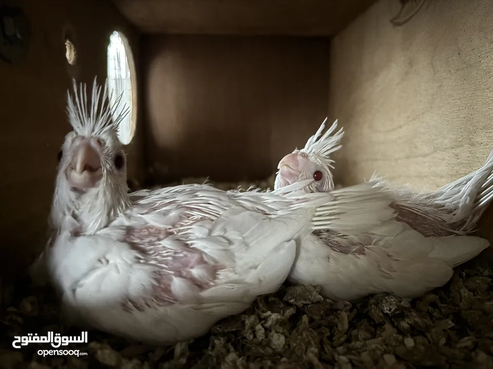 Cockatiel Chicks