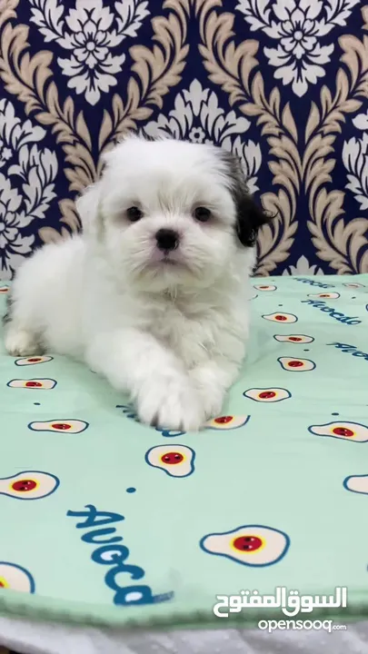 Puppy shihtzu