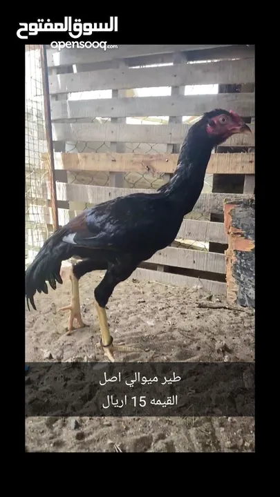 دياكه بكستانيه