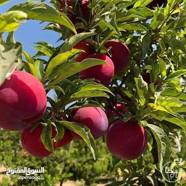 مشاتل المملكة الزراعية لتنسيق الحدائق