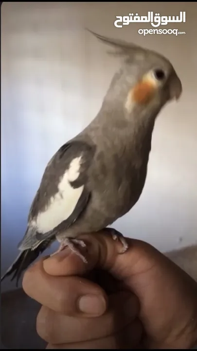 مخليف كوكتيل اليف ميه ميه