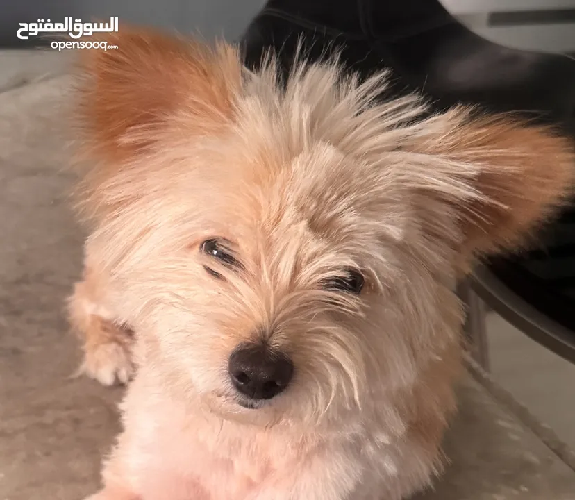 A mixed Maltese and Pomeranian dog