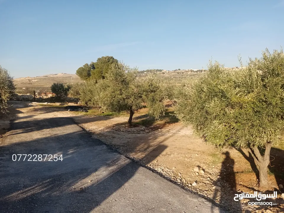 لقطه مزرعة جاهزه مع بيت ريفي جرش نادرا